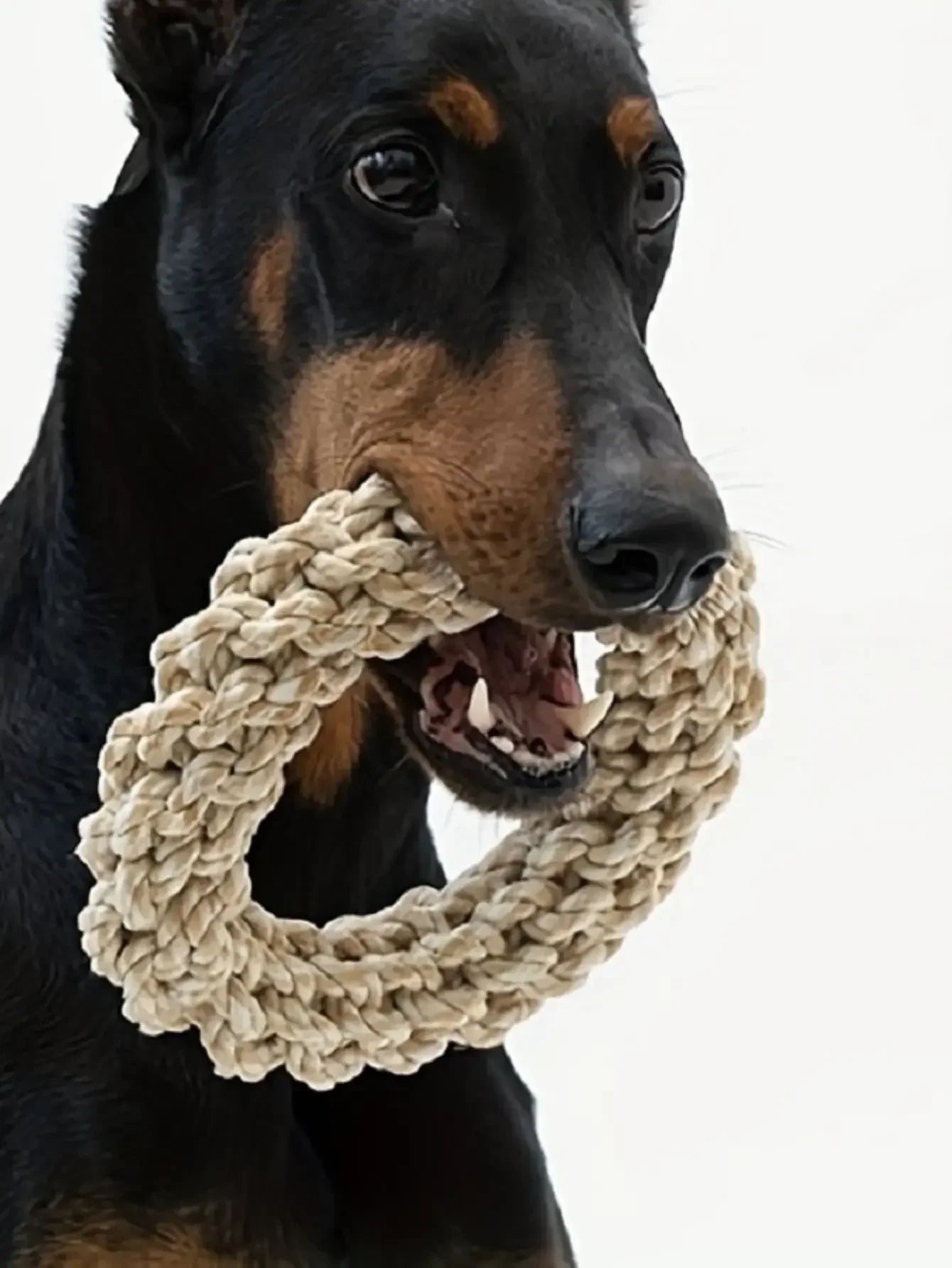 Hund spielt mit robustem Baumwoll-Kauring