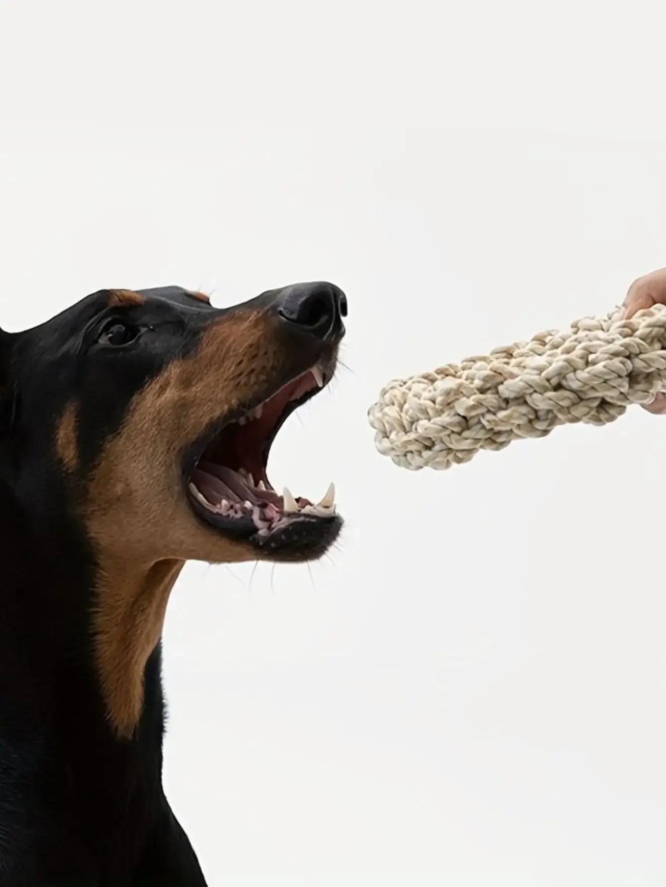Hund spielt mit robustem Baumwoll-Kauring