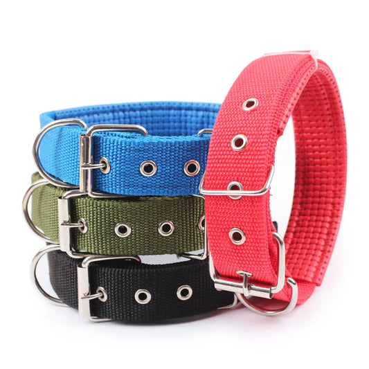 Hund mit gepolstertem Nylonhalsband
