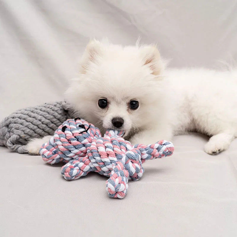 Hund spielt mit Seilspielzeug aus Baumwolle