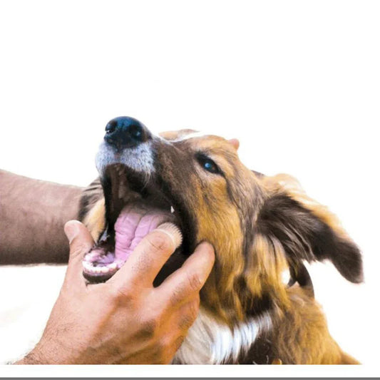 Zahnbürste für Hund und Katze in Benutzung 